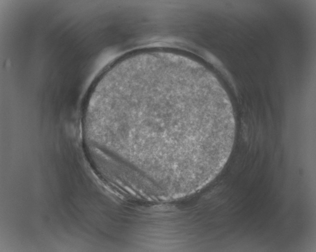 X0000080761368200701122018