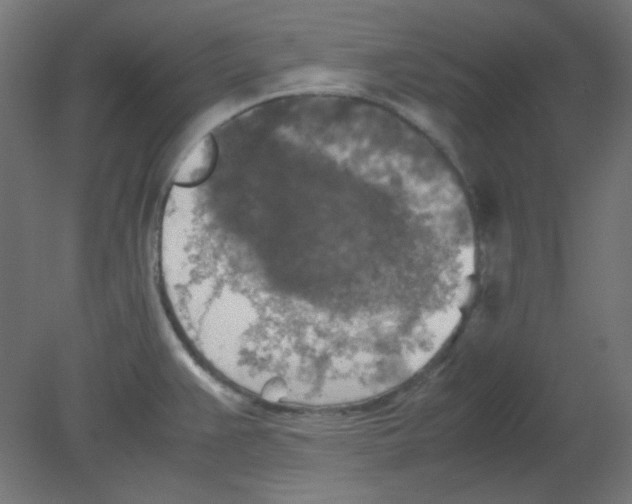 X0000080761383200701122018