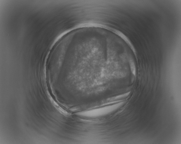 X0000080761388200701122018