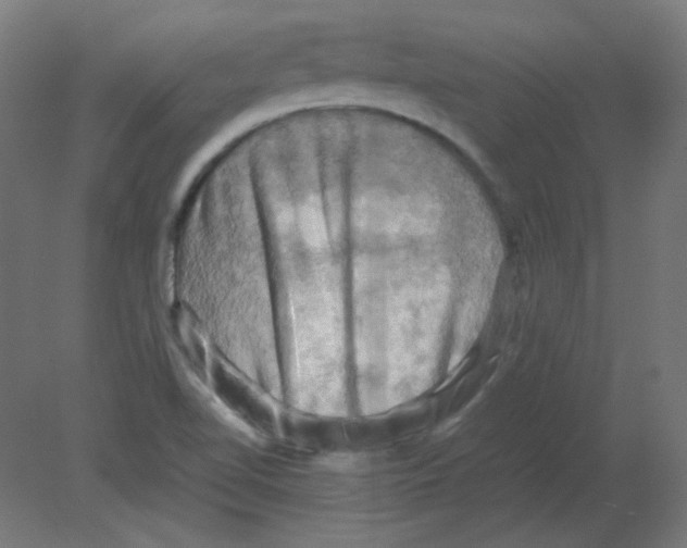 X0000080761510200701122016