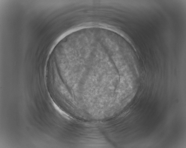 X0000080761535200701122016