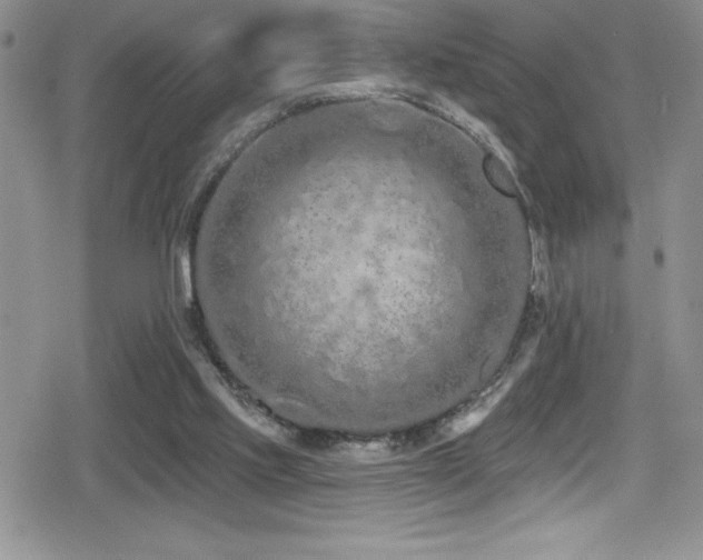 X0000080770061200612151445