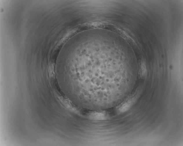 X0000080770236200612151442