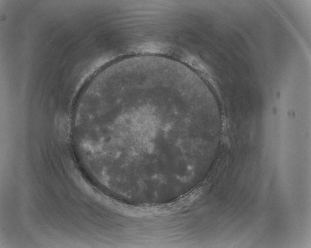 X0000080770012200701021134