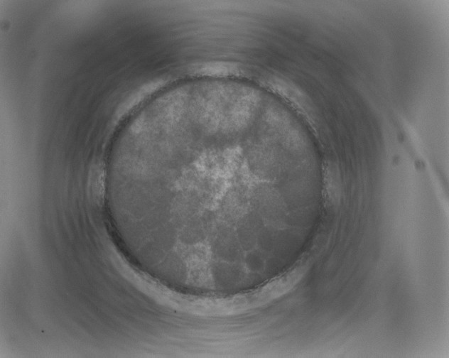 X0000080770016200701021134