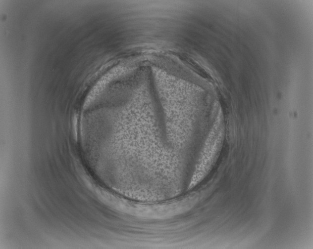 X0000080770022200701021133