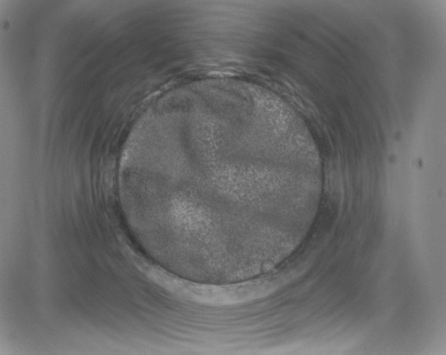 X0000080770030200701021133