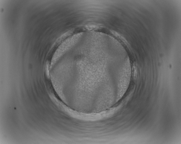 X0000080770042200701021133