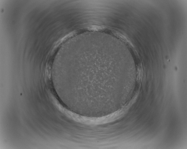 X0000080770043200701021133