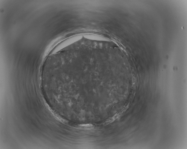 X0000080770053200701021132