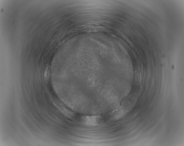 X0000080770134200701021132