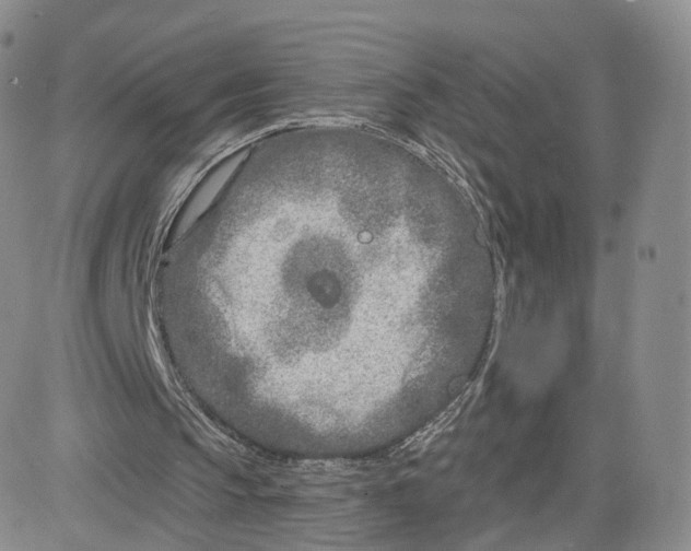 X0000080770145200701021131