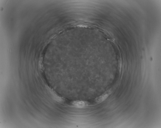 X0000080770181200701021131