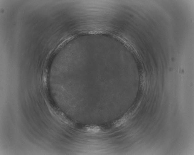 X0000080770214200701021130