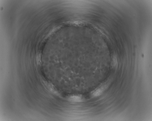 X0000080770236200701021130