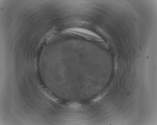 X0000080770258200701021129