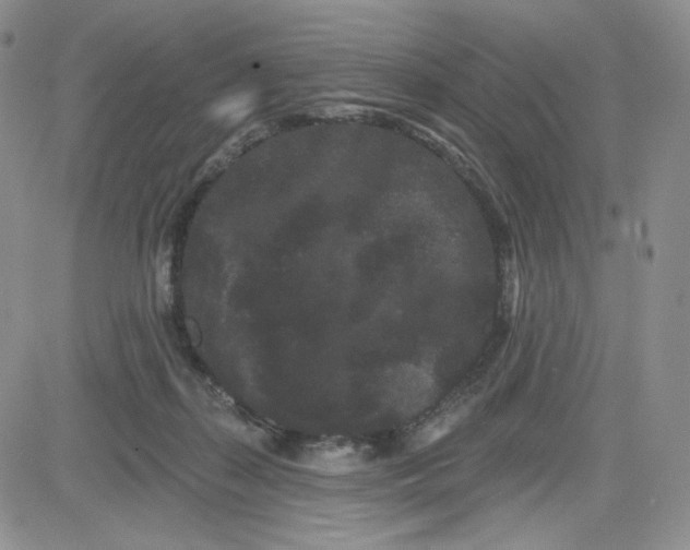 X0000080770267200701021129