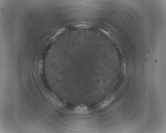 X0000080770271200701021130