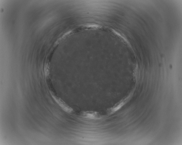 X0000080770285200701021130