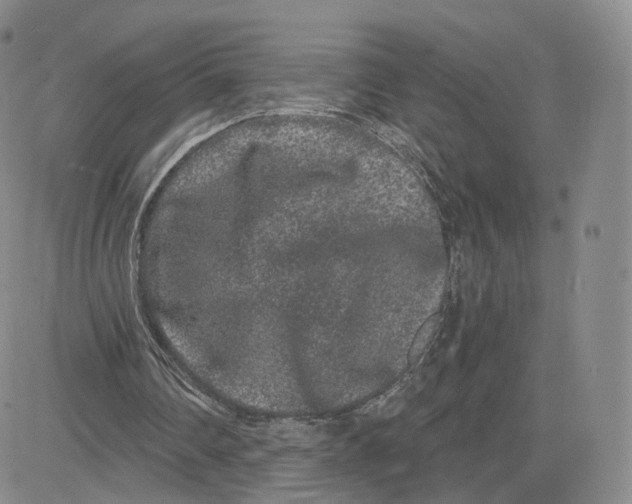 X0000080770290200701021129