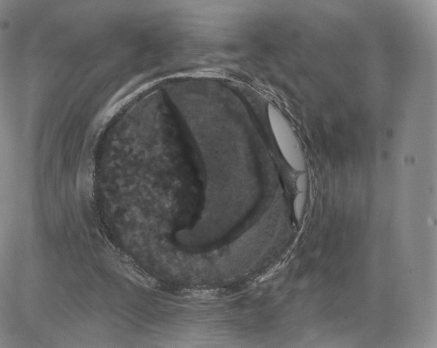 X0000080770295200701021129