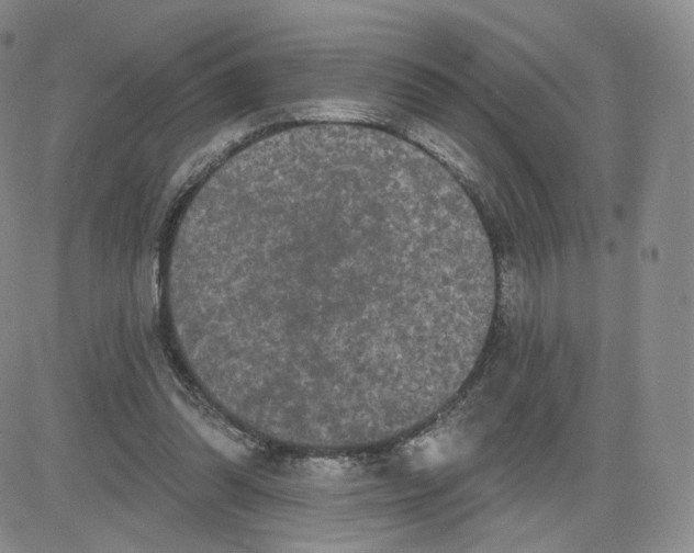 X0000080770302200701021129