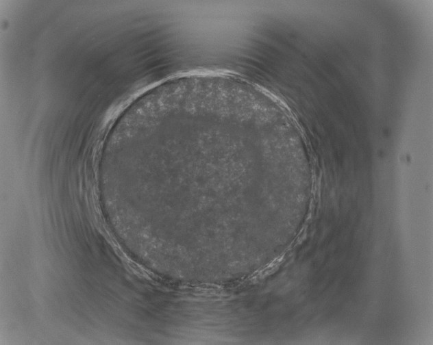 X0000080770337200701021127