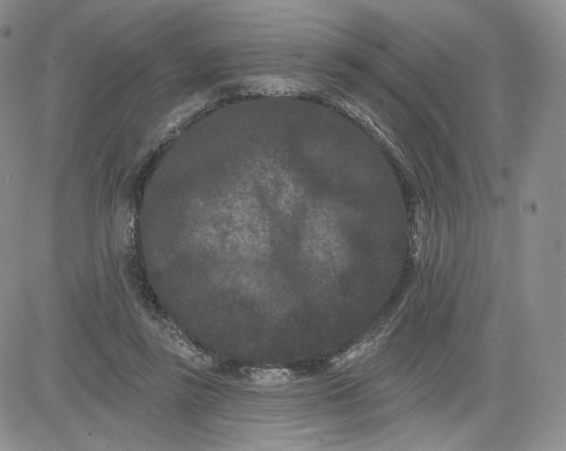 X0000080770355200701021128