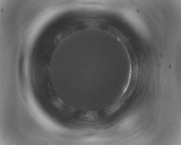 X0000080770383200701021128