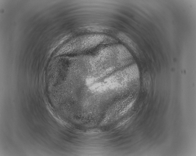 X0000080770398200701021127