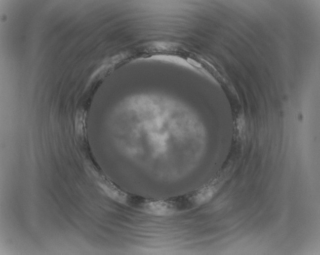 X0000080770423200701021127