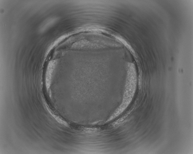 X0000080770438200701021125