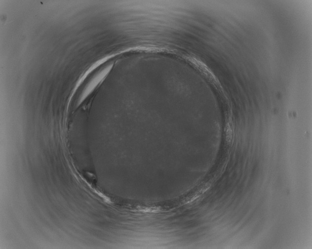 X0000080770484200701021125