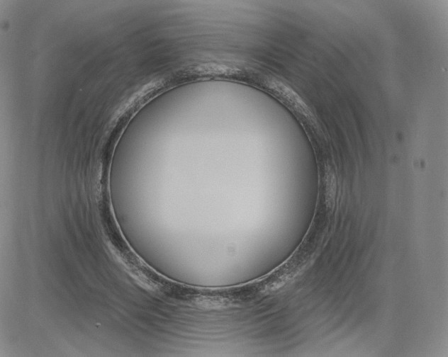 X0000080770490200701021125