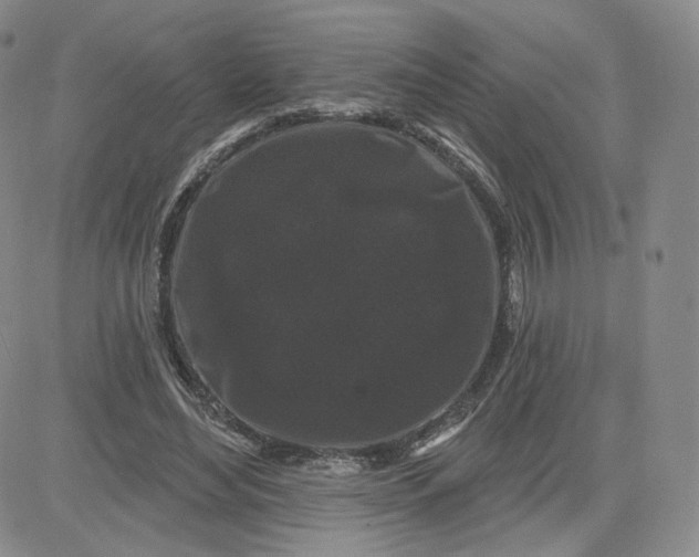 X0000080770492200701021125