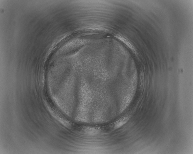 X0000080770494200701021125