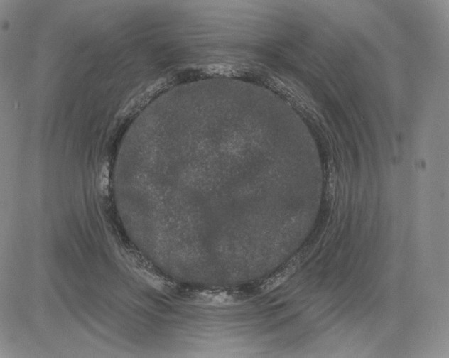 X0000080770502200701021125