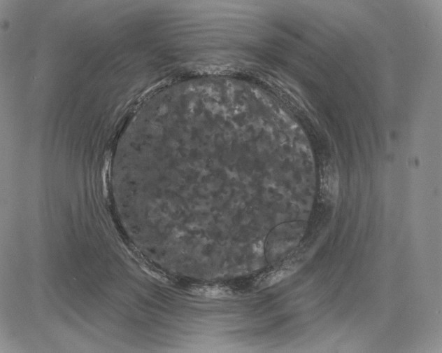 X0000080770503200701021125