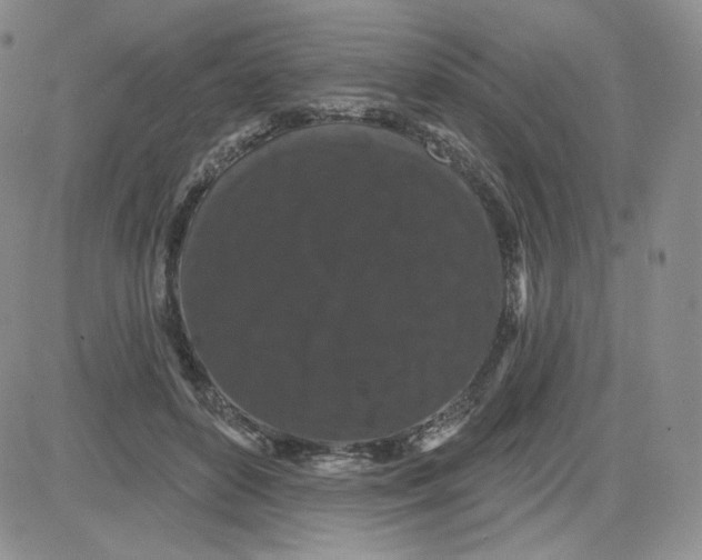 X0000080770504200701021125