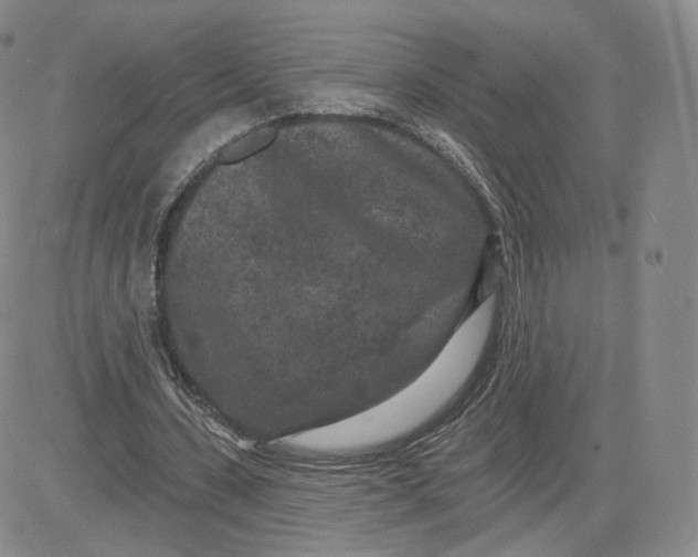 X0000080770531200701021123