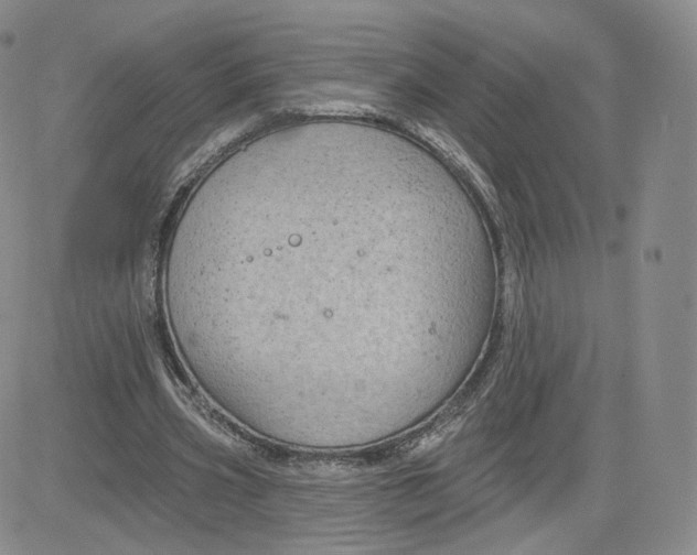 X0000080770533200701021124