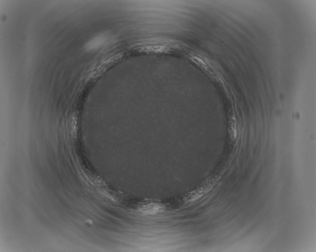 X0000080770551200701021124