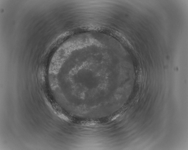 X0000080770643200701021122