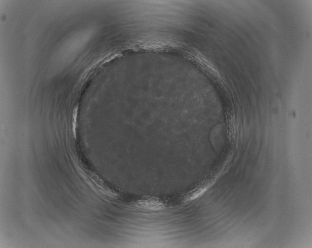 X0000080770644200701021122