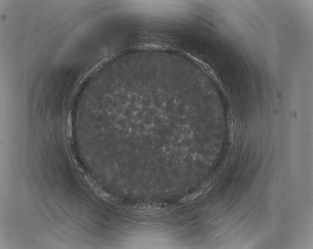 X0000080770729200701021120