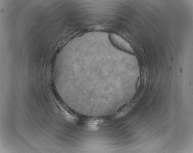 X0000080770760200701021121