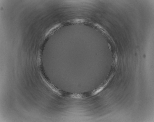 X0000080770762200701021121