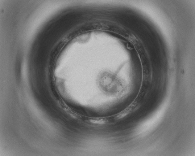 X0000080770765200701021121