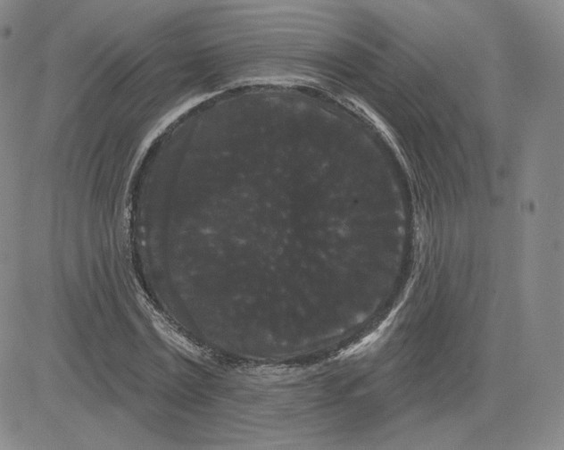 X0000080770779200701021120