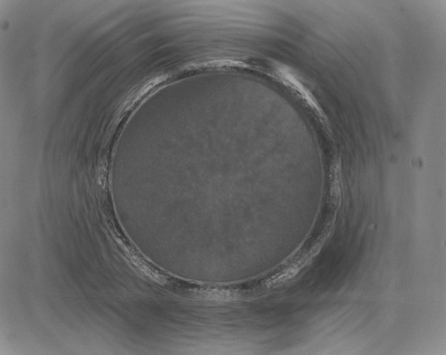 X0000080770785200701021120